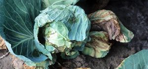 uploads/images/disease/Black rot of cabbage.jpg